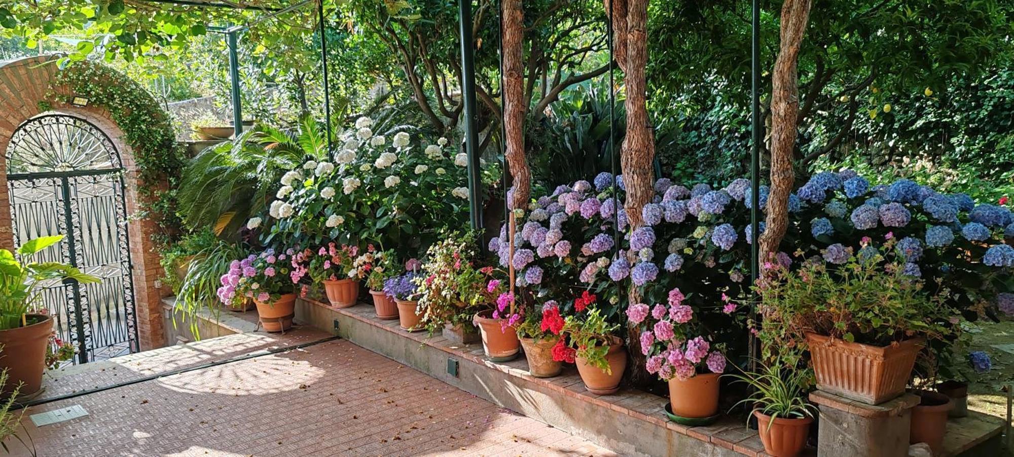 Dei Fiori *