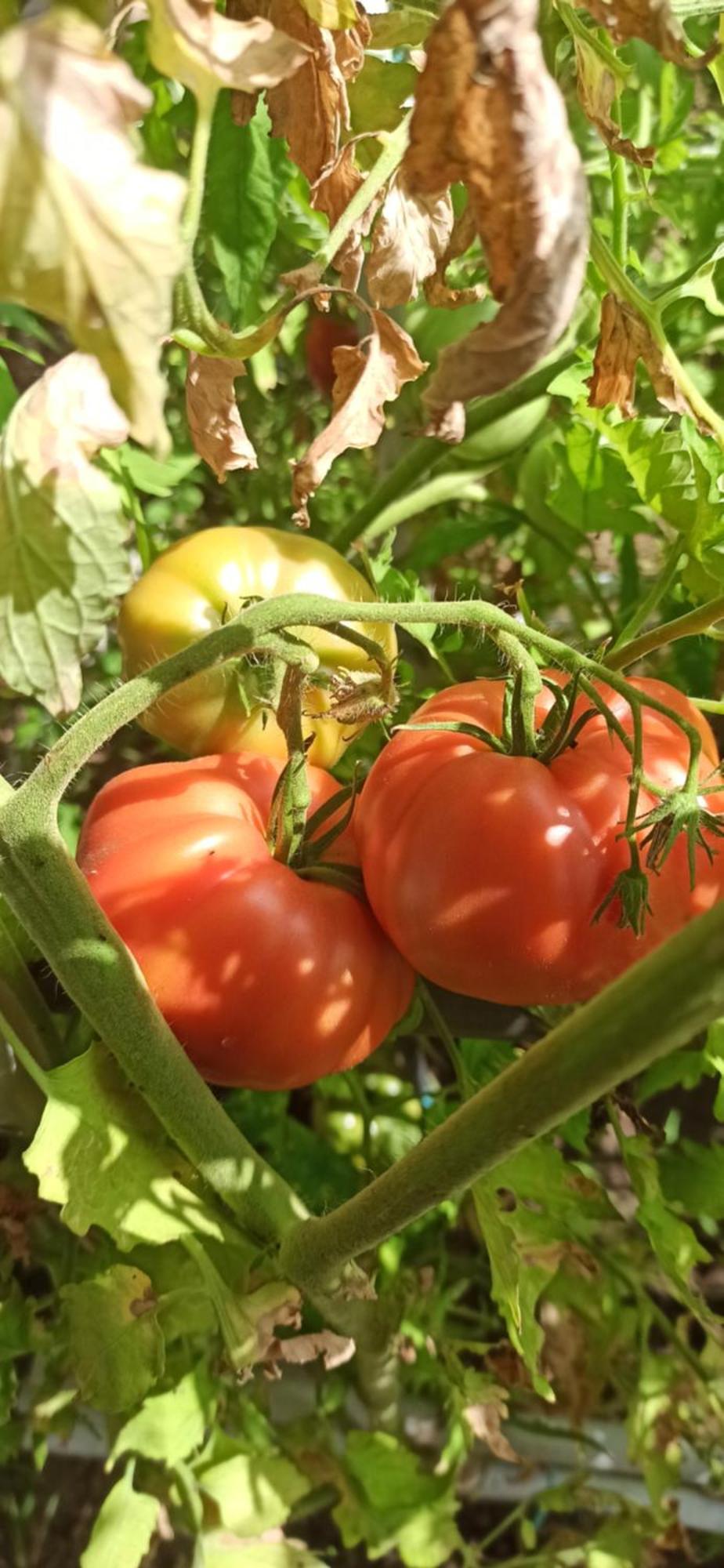 Dei Fiori *